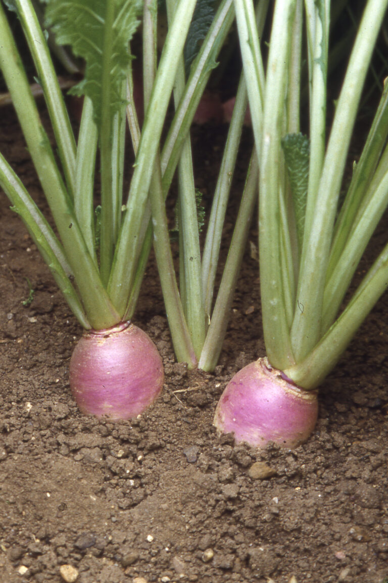LG Stubble Turnips
