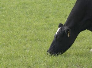 Red Circle grass mixture hero image showing dairy cow grazing