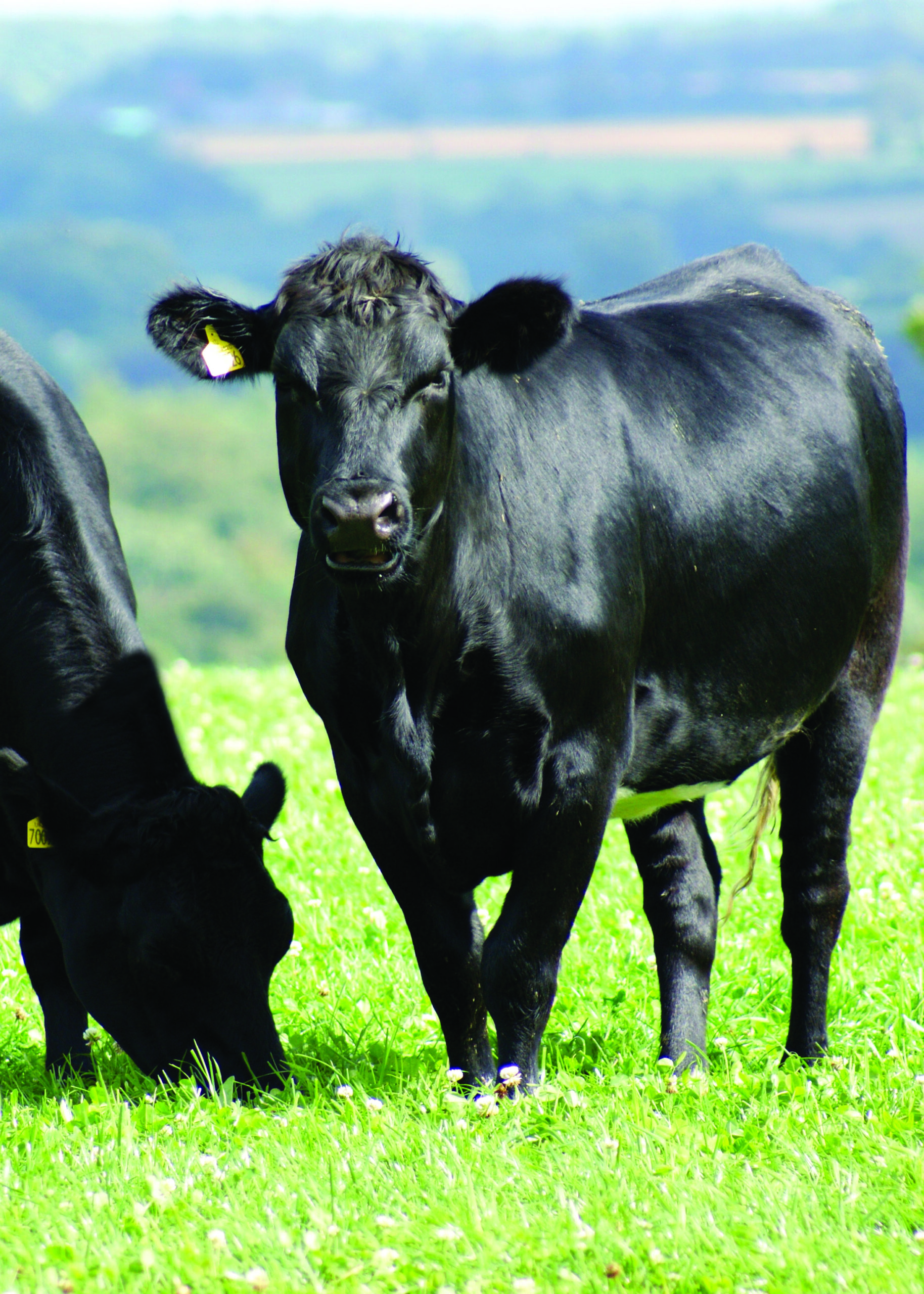 Silver Circle mixture grazed by two black cattle