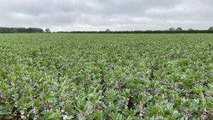 LG Spring Beans growing in a field