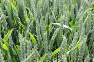 LG Typhoon winter wheat