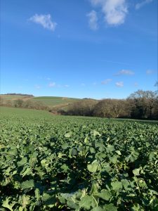 Early August drilled Ambassador near Newbury, which is looking very well and was well enough established to grow through the main adult grazing period of cabbage stem flea beetle