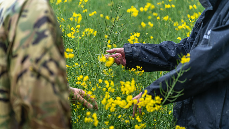 osr crop in flower hands and torso of farmer and seed specialist visible as they examine plants