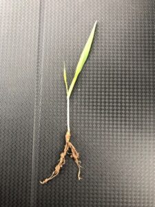 Plant growth 11 days after drilling