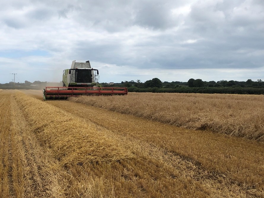 Harvest day, note the header outside of the crop so the bailer can cope with the straw