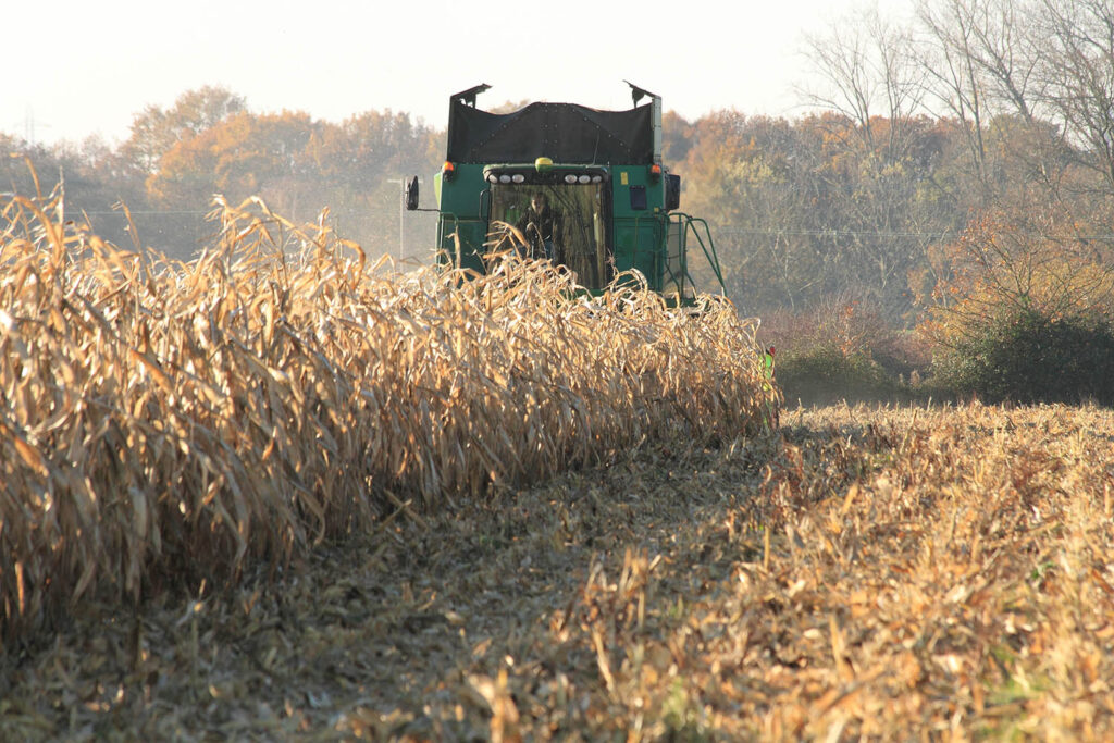 Maize Roughage Gearing up for maize drilling - Nickerson Seeds
