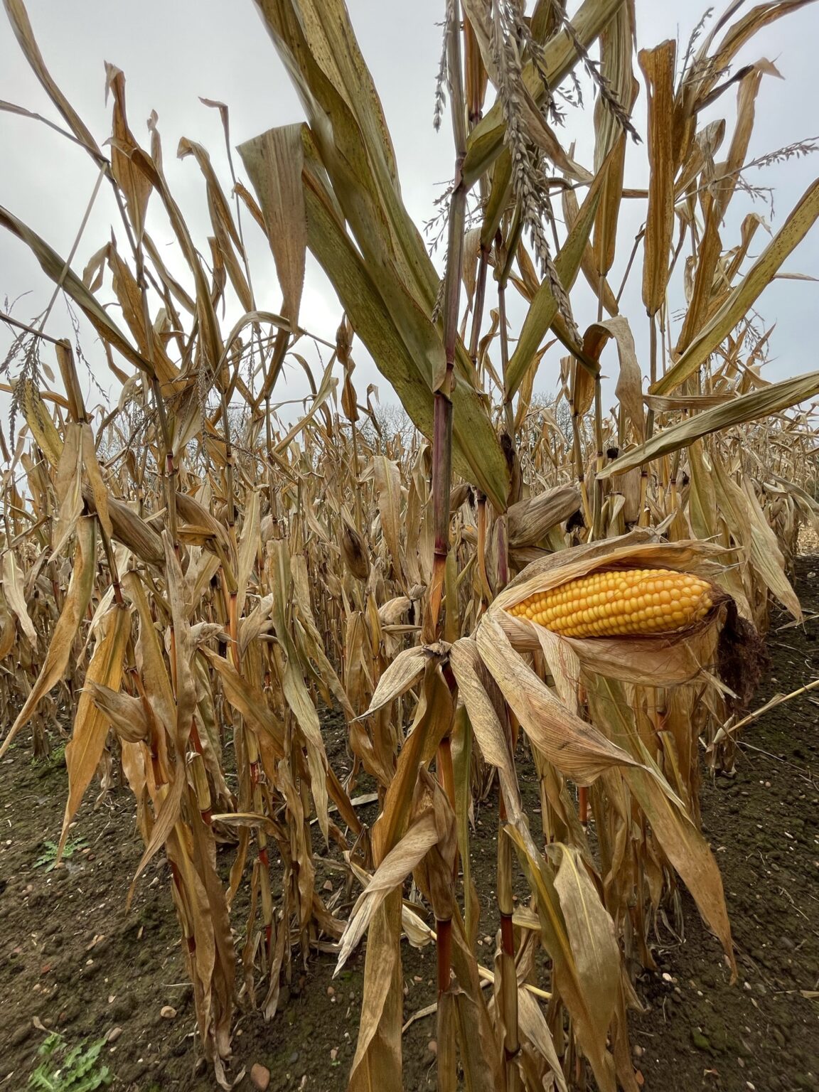 Opportunities for Maize in 2026 - Nickerson Seeds