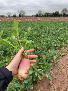 Samson being held by hand in a field. It's a top selling variety due to its palatability and large tankard bulbs, which produce ample forage for both sheep and cattle.