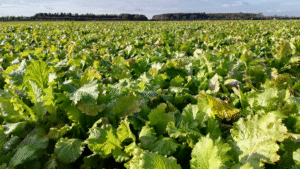 Tyfon growing in a field, it is better suited for later establishment.