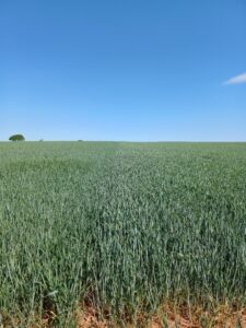 LG Rebellion being grown in a field in 2025