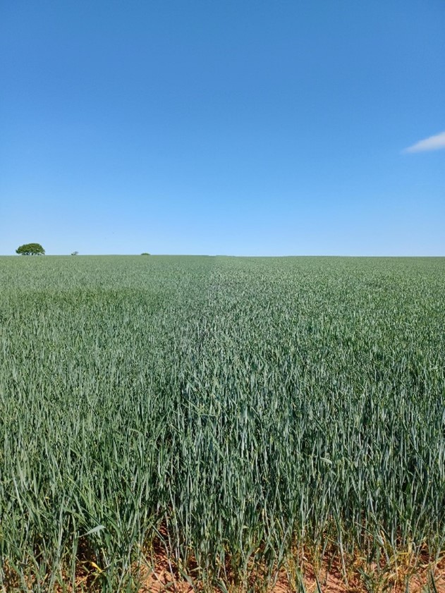 LG Rebellion being grown in a field in 2025