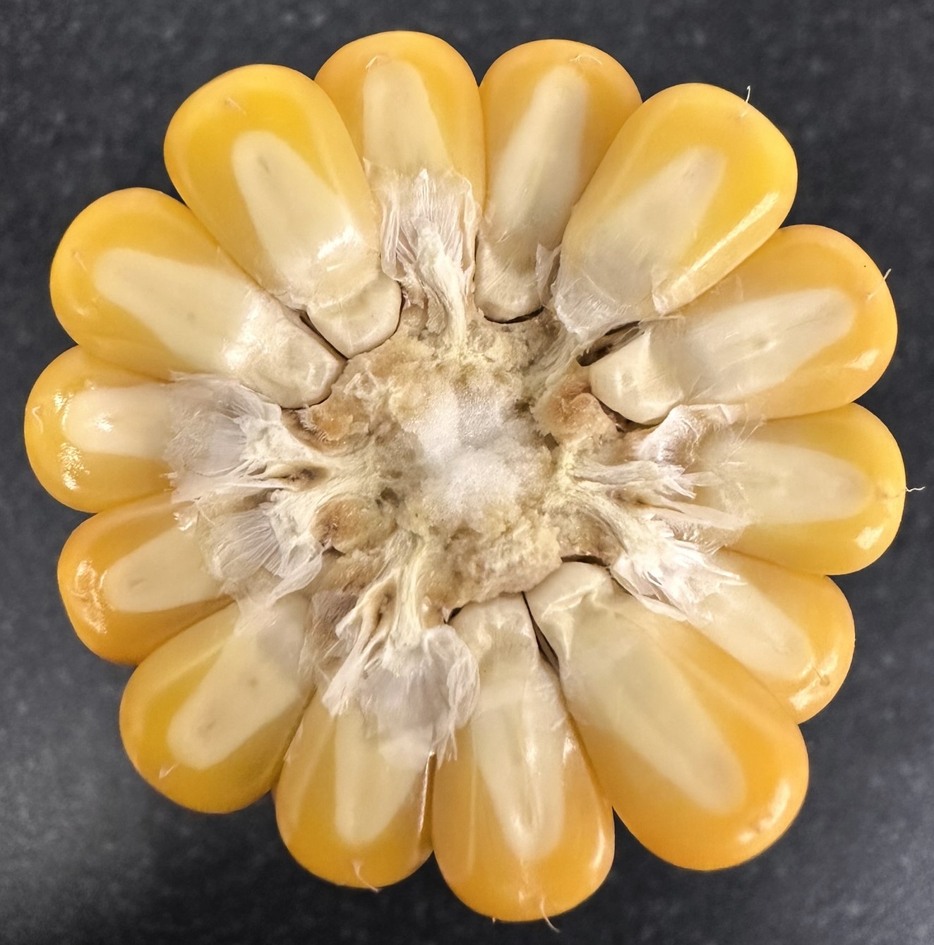 How to judge the maturity of maize for harvest - Nickerson Seeds